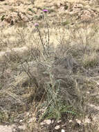 Imagem de Cirsium neomexicanum A. Gray