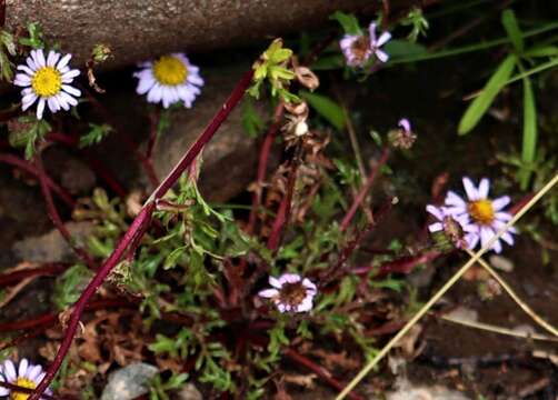 Image of Afroaster erucifolius (Thell.) J. C. Manning & Goldblatt