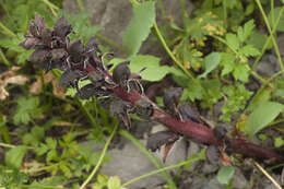 Imagem de Orobanche gamosepala Reuter