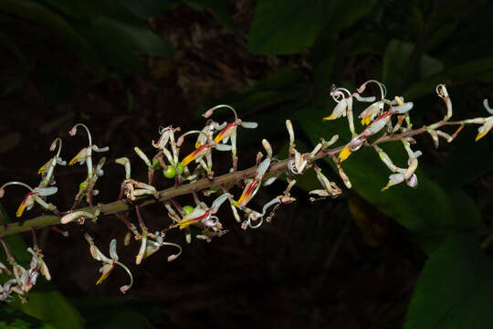 Imagem de Alpinia maclurei Merr.