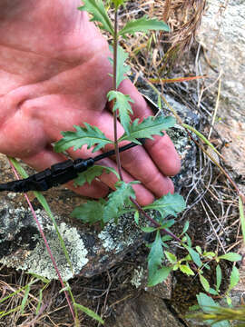 Image of cutleaf beardtongue