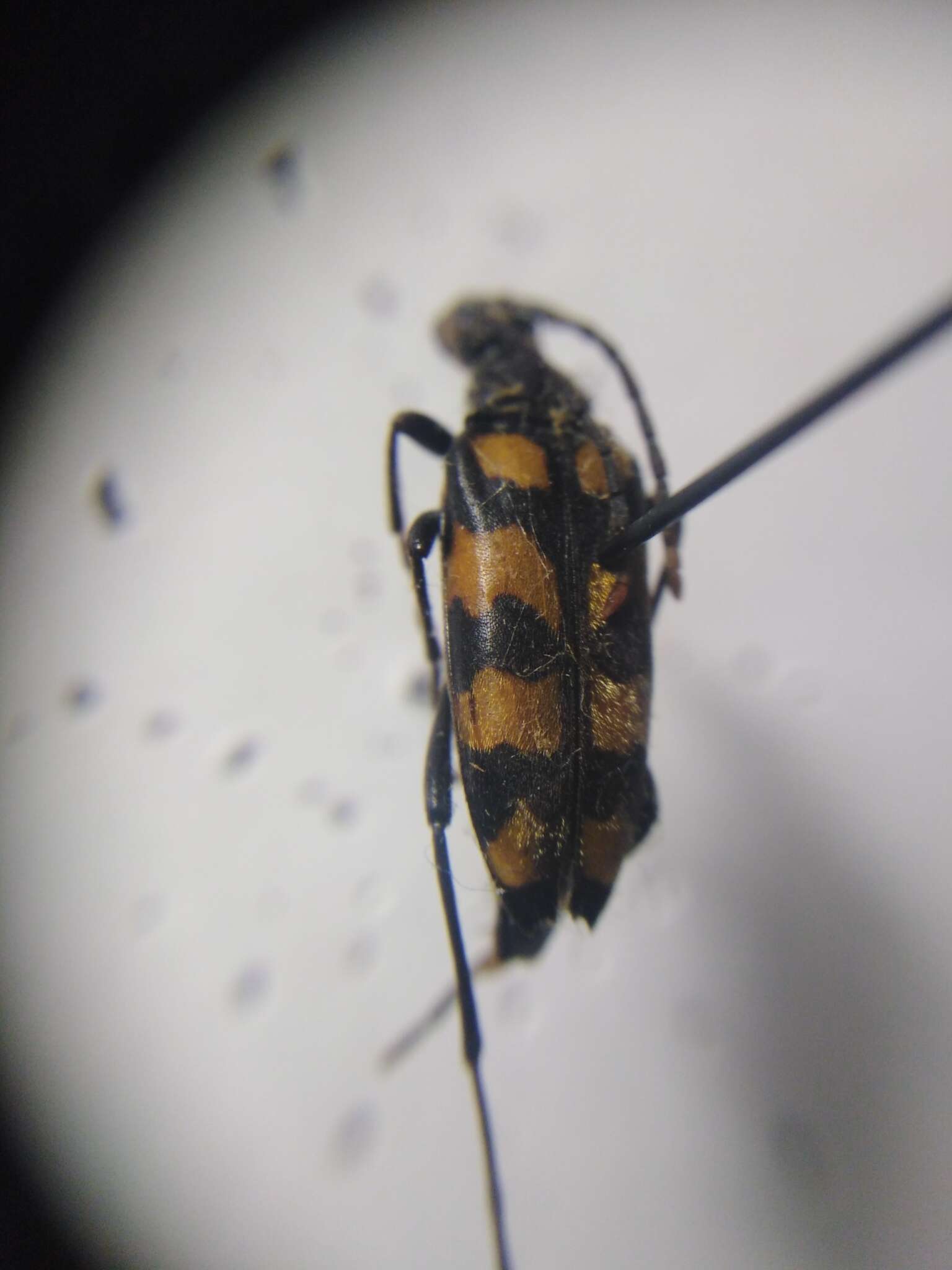 Image of Leptura quadrifasciata Linné 1758