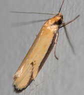 Image of Philobota latifissella Walker 1864