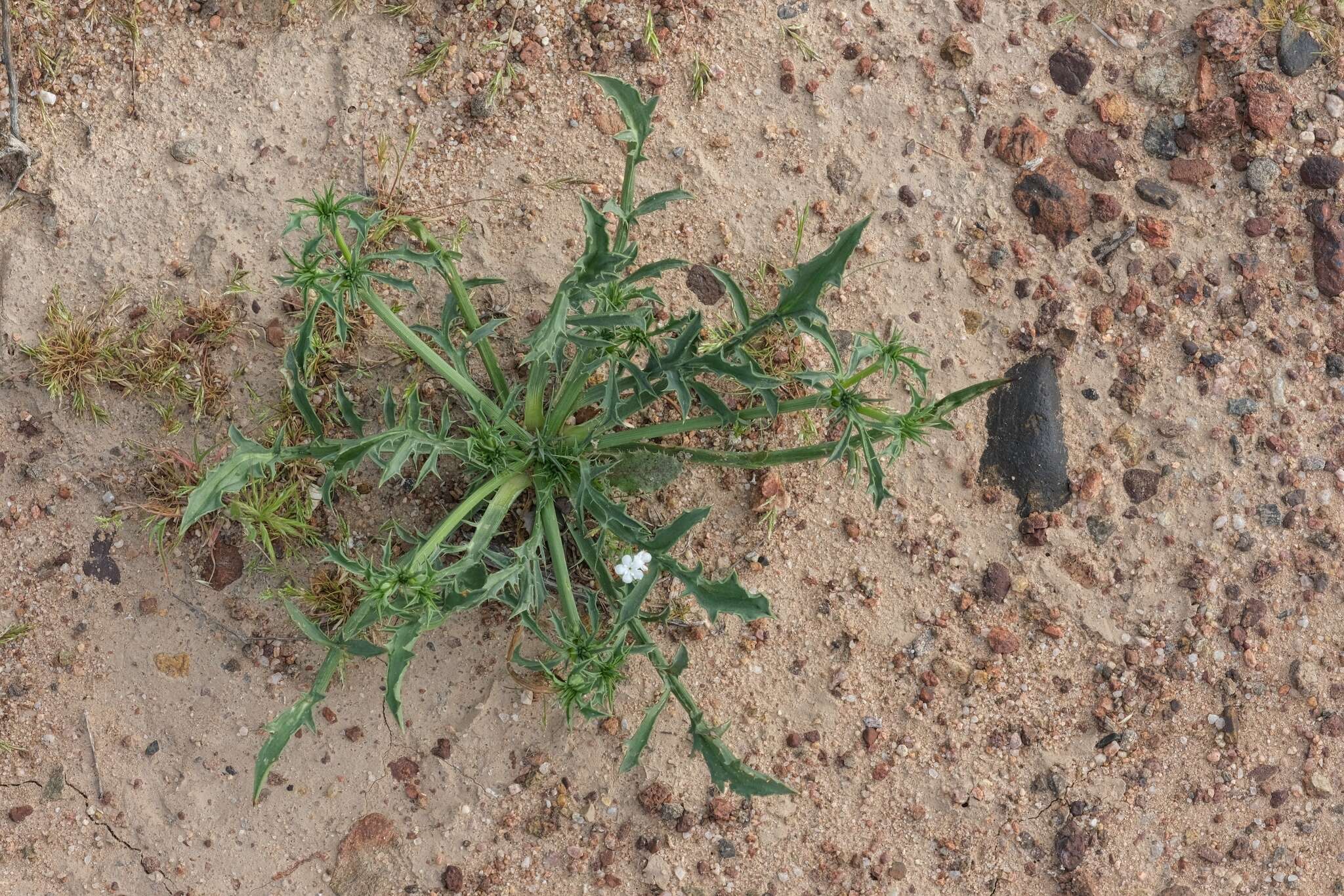 Image de Eryngium aristulatum subsp. parishii (Coulter & Rose) R. M. Beauchamp