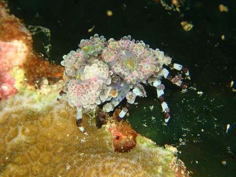 صورة Cyclocoeloma Miers 1880