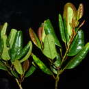 Image of Platea hongiaoensis