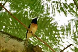 Image of Vanikoro Flycatcher