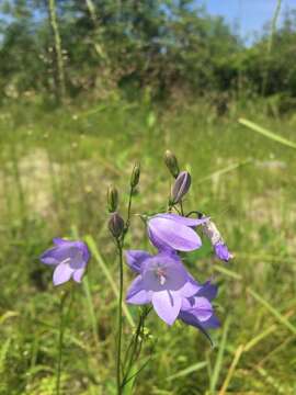 Image de Campanula giesekiana Vest ex Schult.