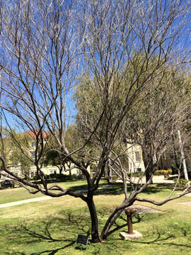 Image of desert willow