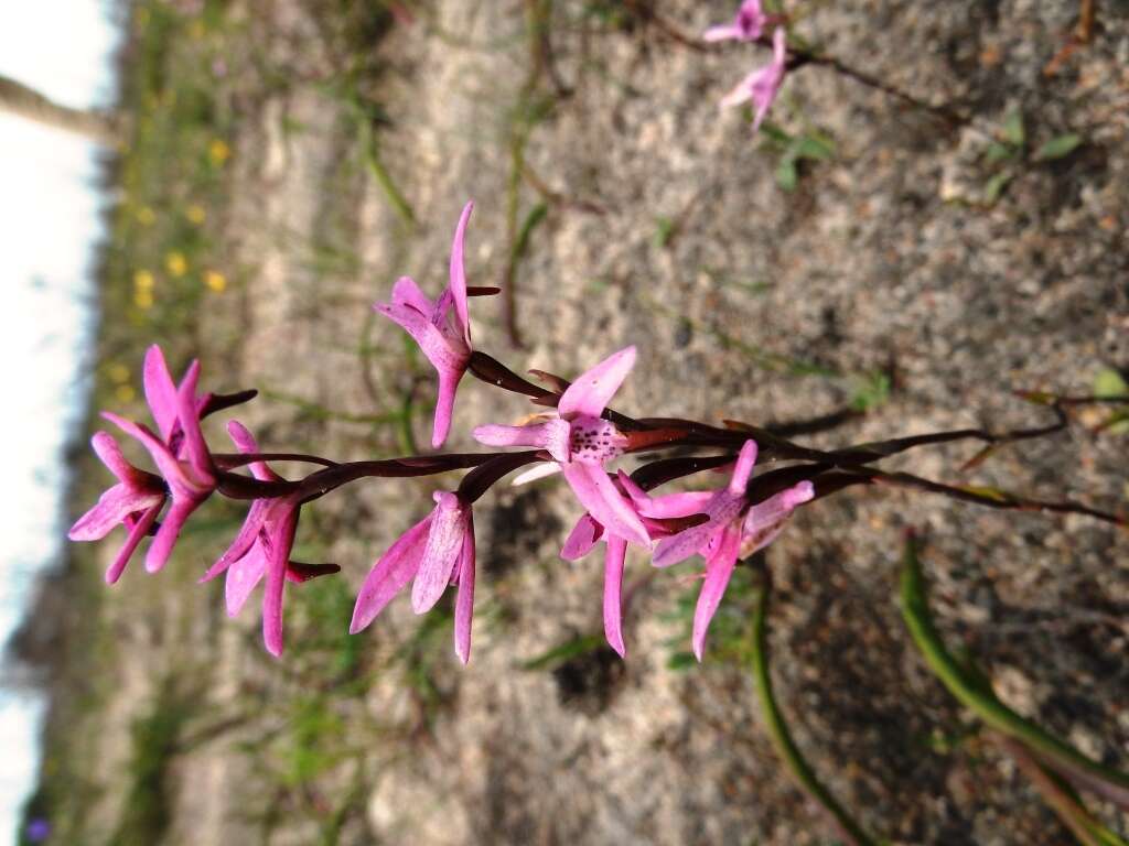 Image of Disa obliqua subsp. obliqua