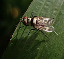 Image of Anthomyia silvestris Colless 1982