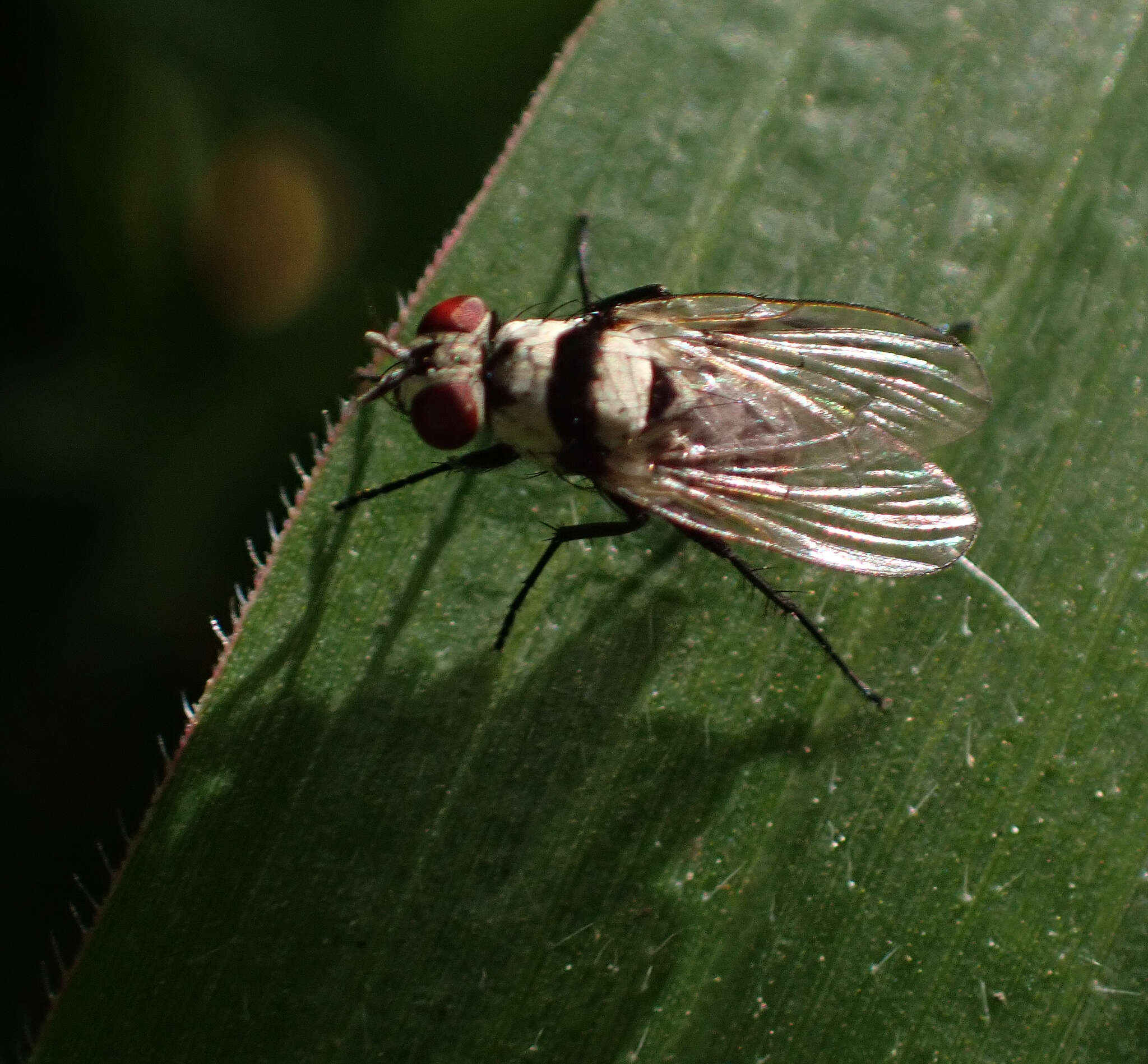 Sivun Anthomyia silvestris Colless 1982 kuva