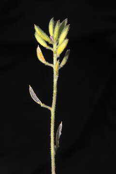 Image of Draba macleanii Hook. fil.