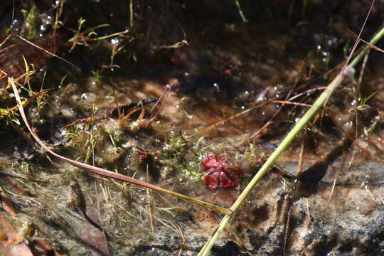 Image of Utricularia quinquedentata F. Mueller ex P. Taylor