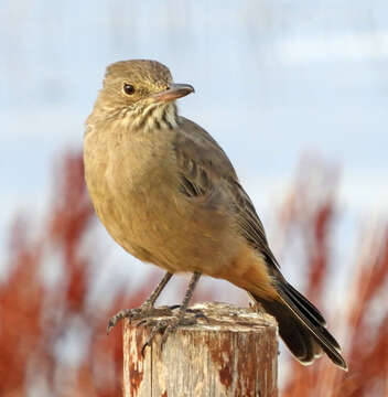 Image of Great Shrike-Tyrant