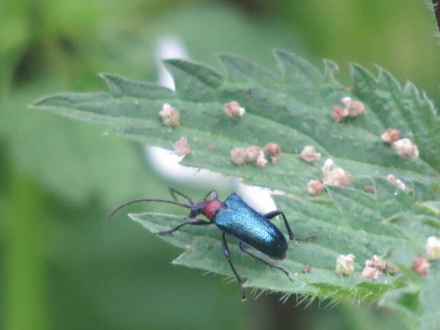 صورة Gaurotes (Carilia) virginea thalassina (Schrank 1781)