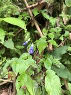 Image of Rhynchoglossum obliquum Blume