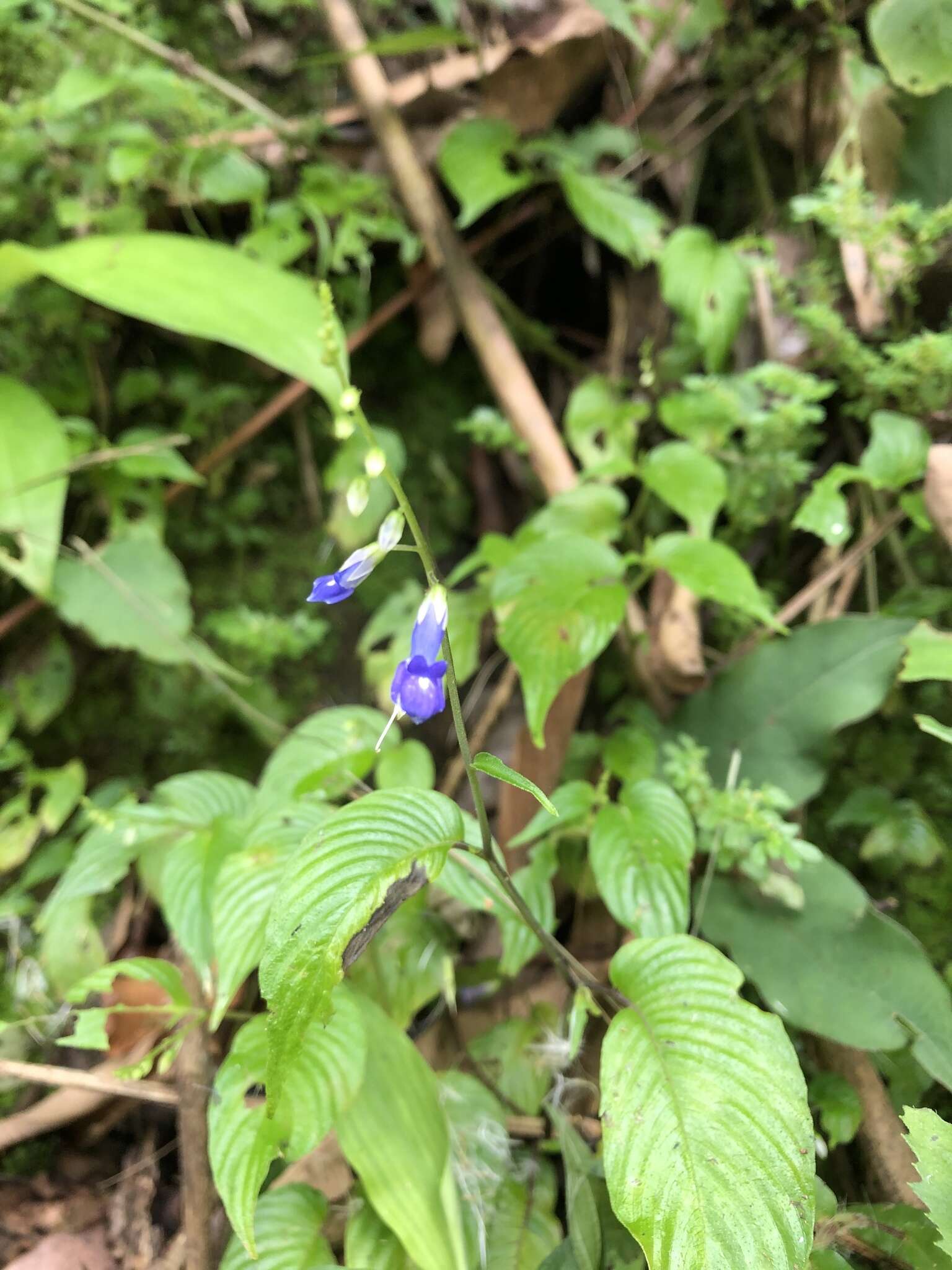 Imagem de Rhynchoglossum obliquum Blume