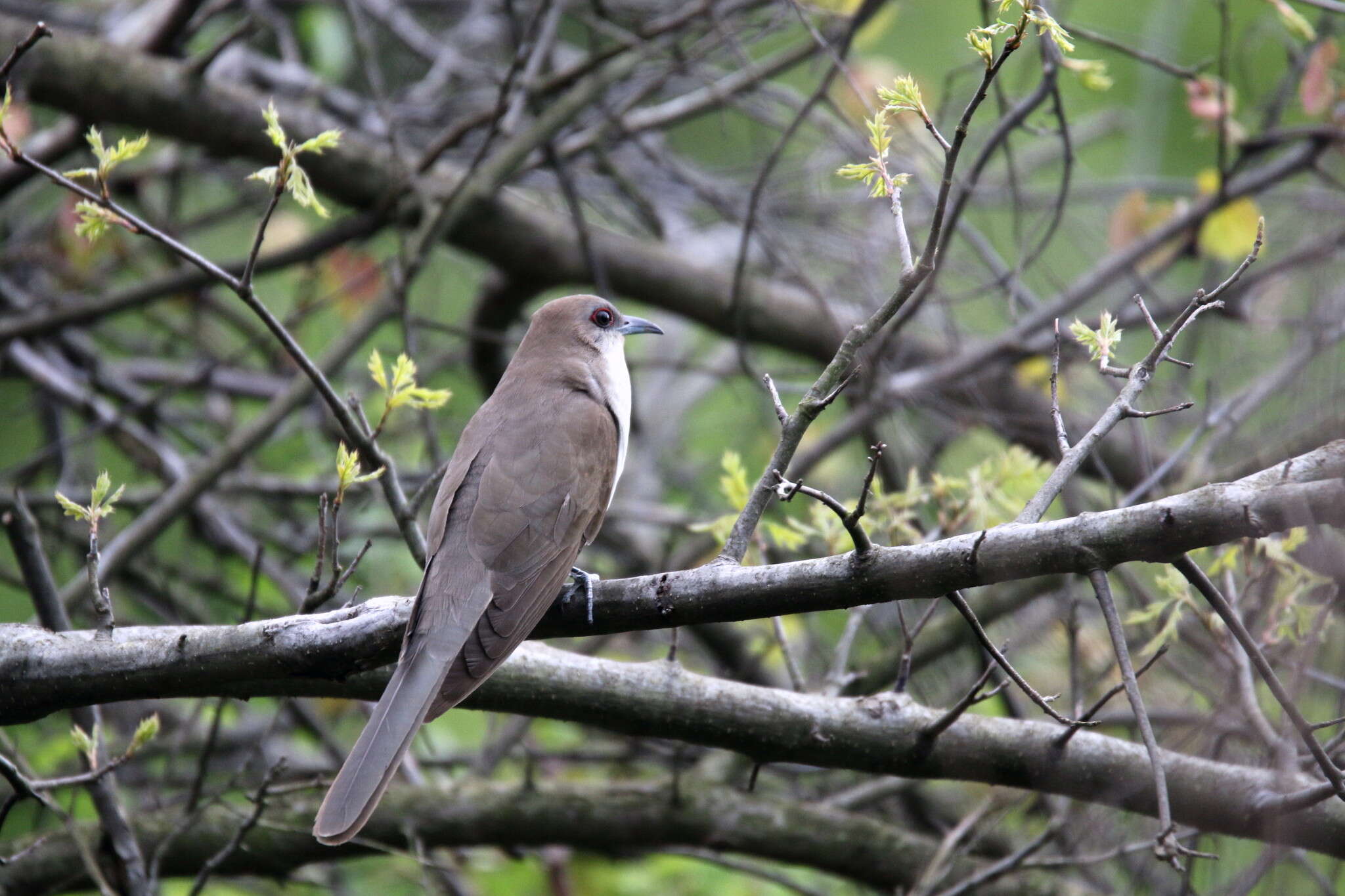 Image of Black-billed Cuckoo