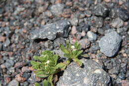 Image de Myosotis involucrata Stev.