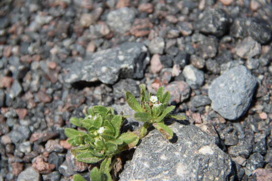 Image of Myosotis involucrata Stev.