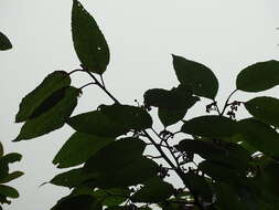 Image of Ilex micrococca Maxim.