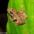 Image of Pseudophilautus silvaticus (Manamendra-Arachchi & Pethiyagoda 2005)