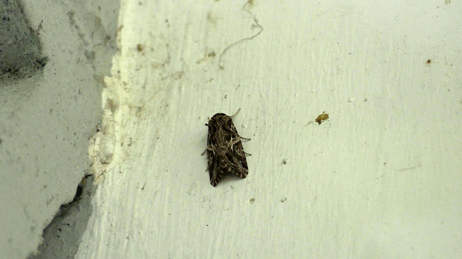 Image of Cutworm