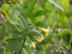 Image of Mandevilla urophylla (Hook. fil.) R. E. Woodson