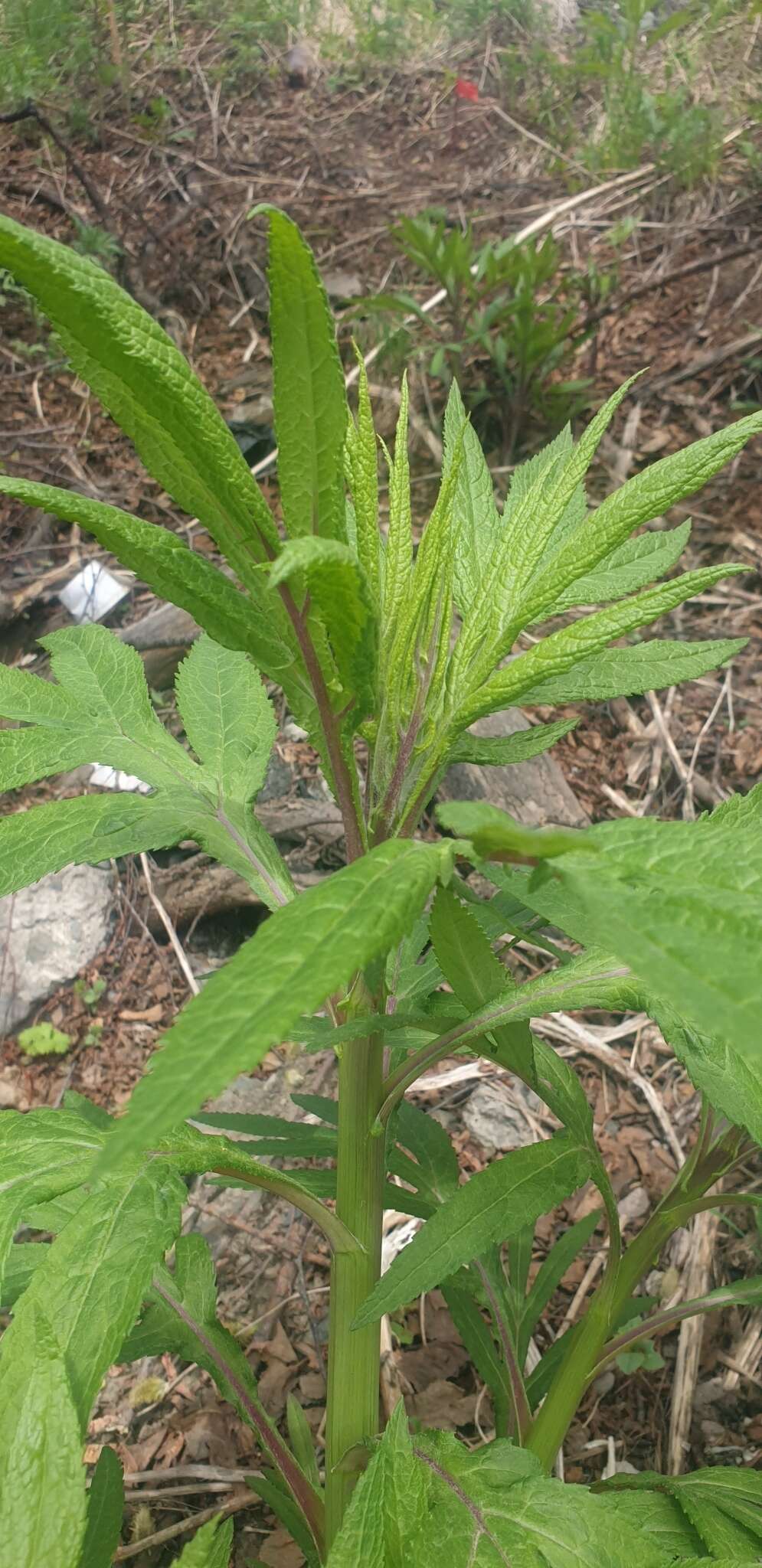 Image de Jacobaea cannabifolia (Less.) E. Wiebe