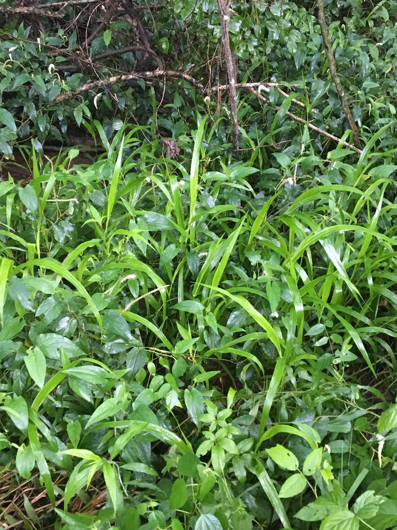 Image of Savannah-Panic Grass