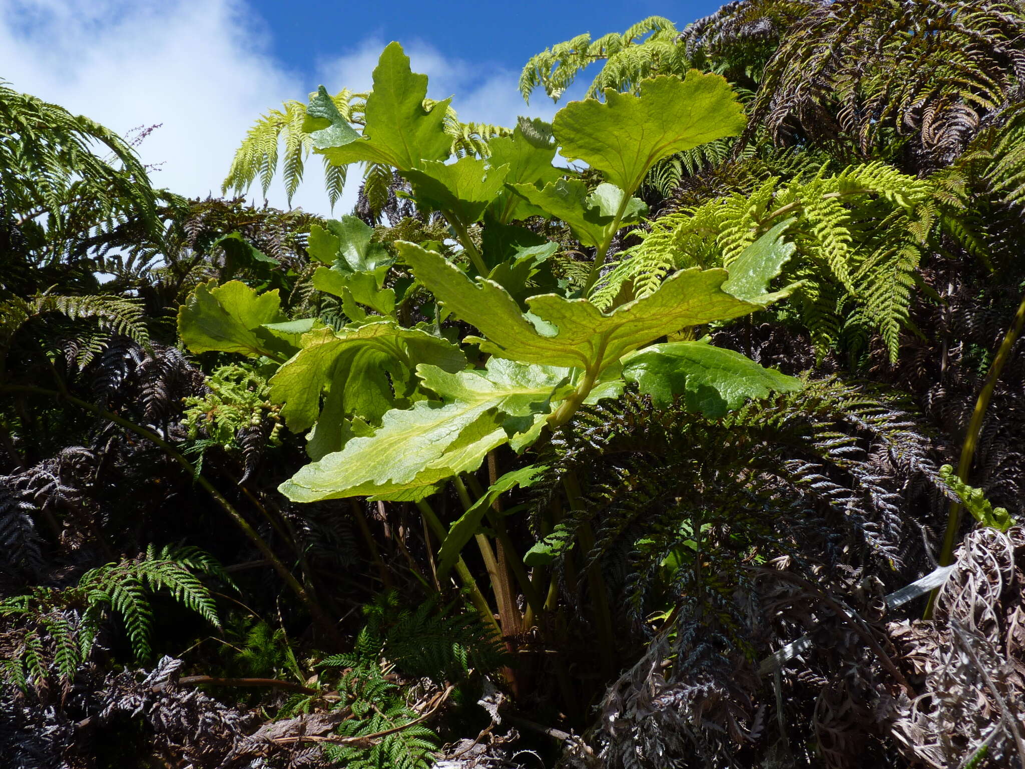 Image of Sonchus regius (Skottsb.) S. C. Kim & Mejías