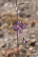 Image of gunsight clarkia