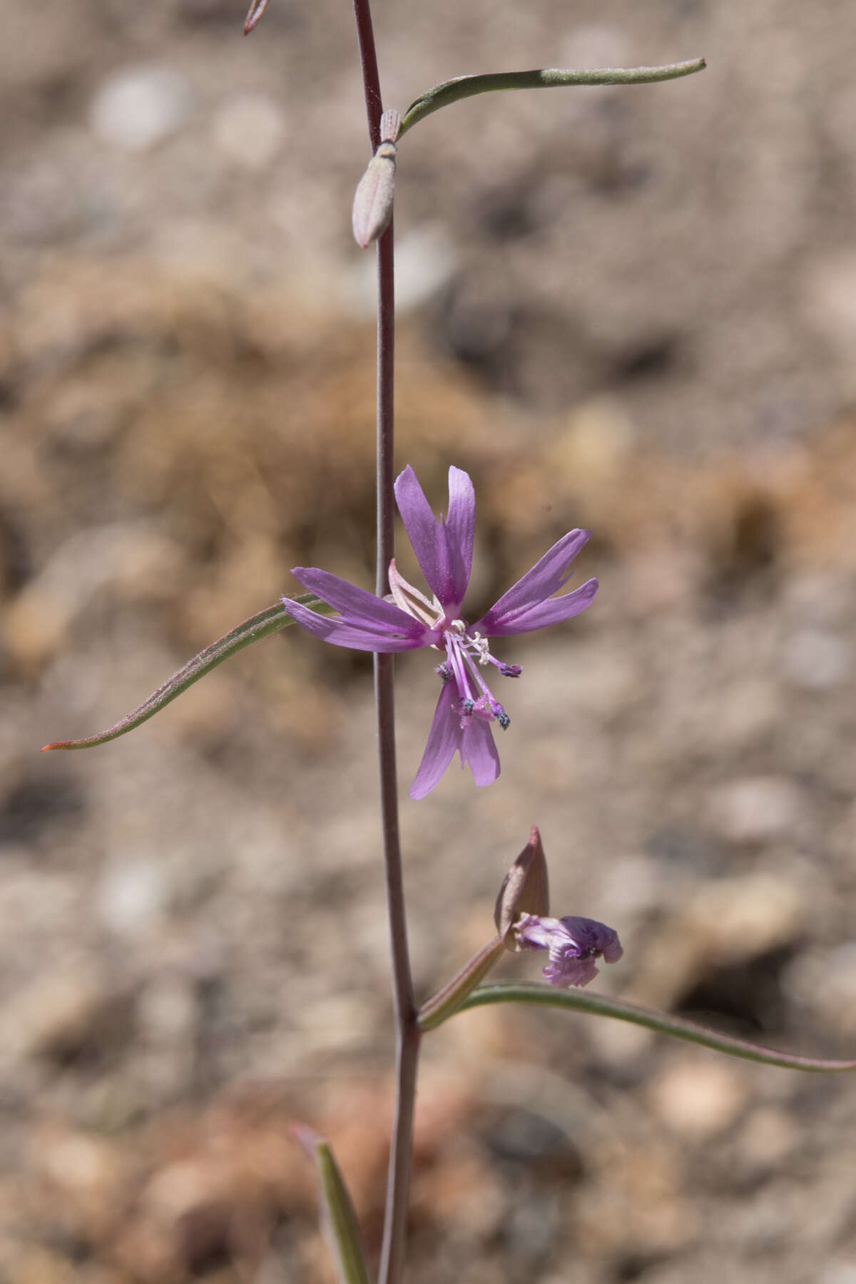 Image of gunsight clarkia