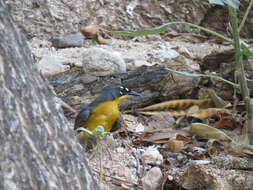 Image of Fan-tailed Warbler