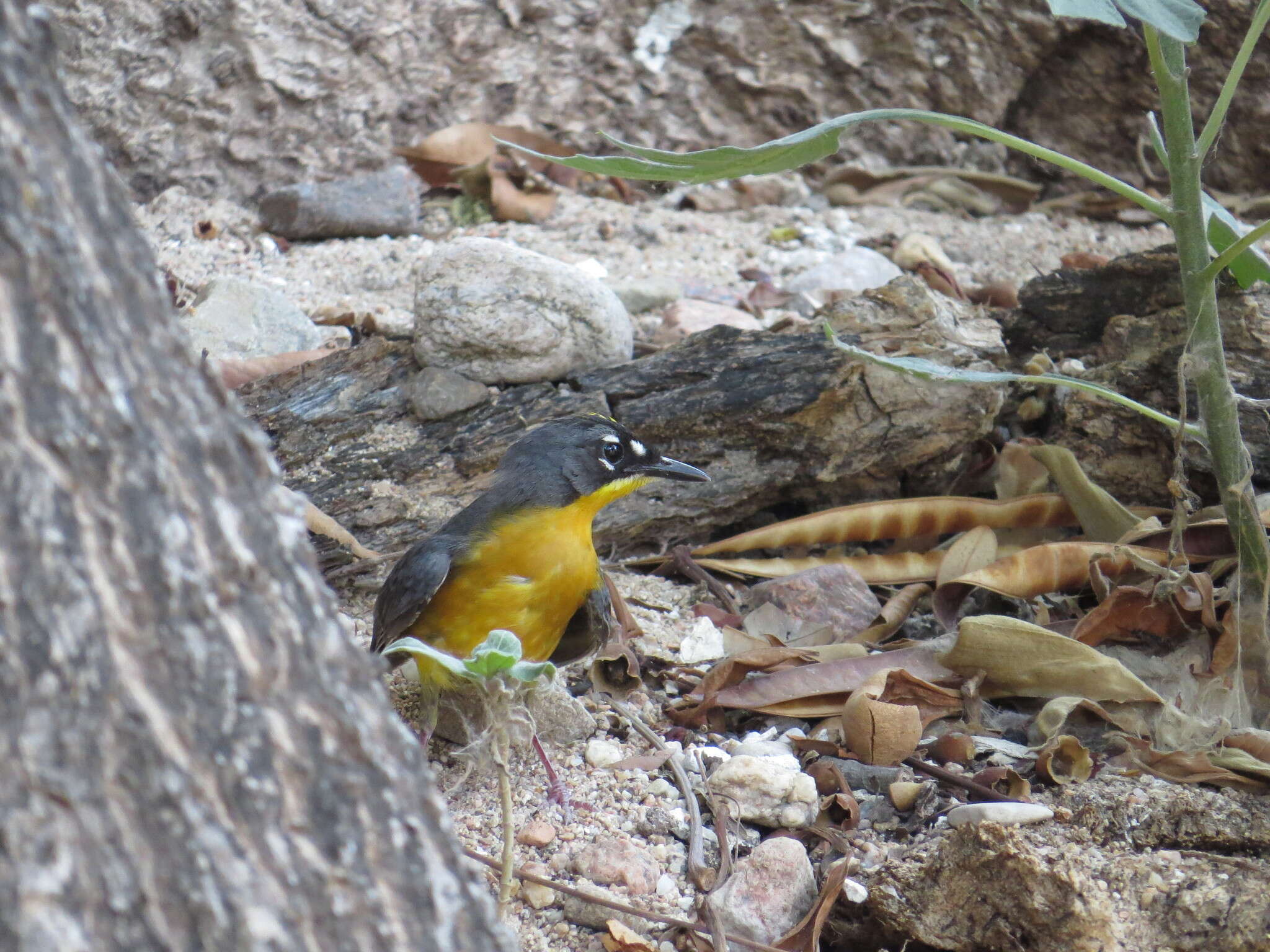 Image of Fan-tailed Warbler