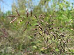 Image of small love grass