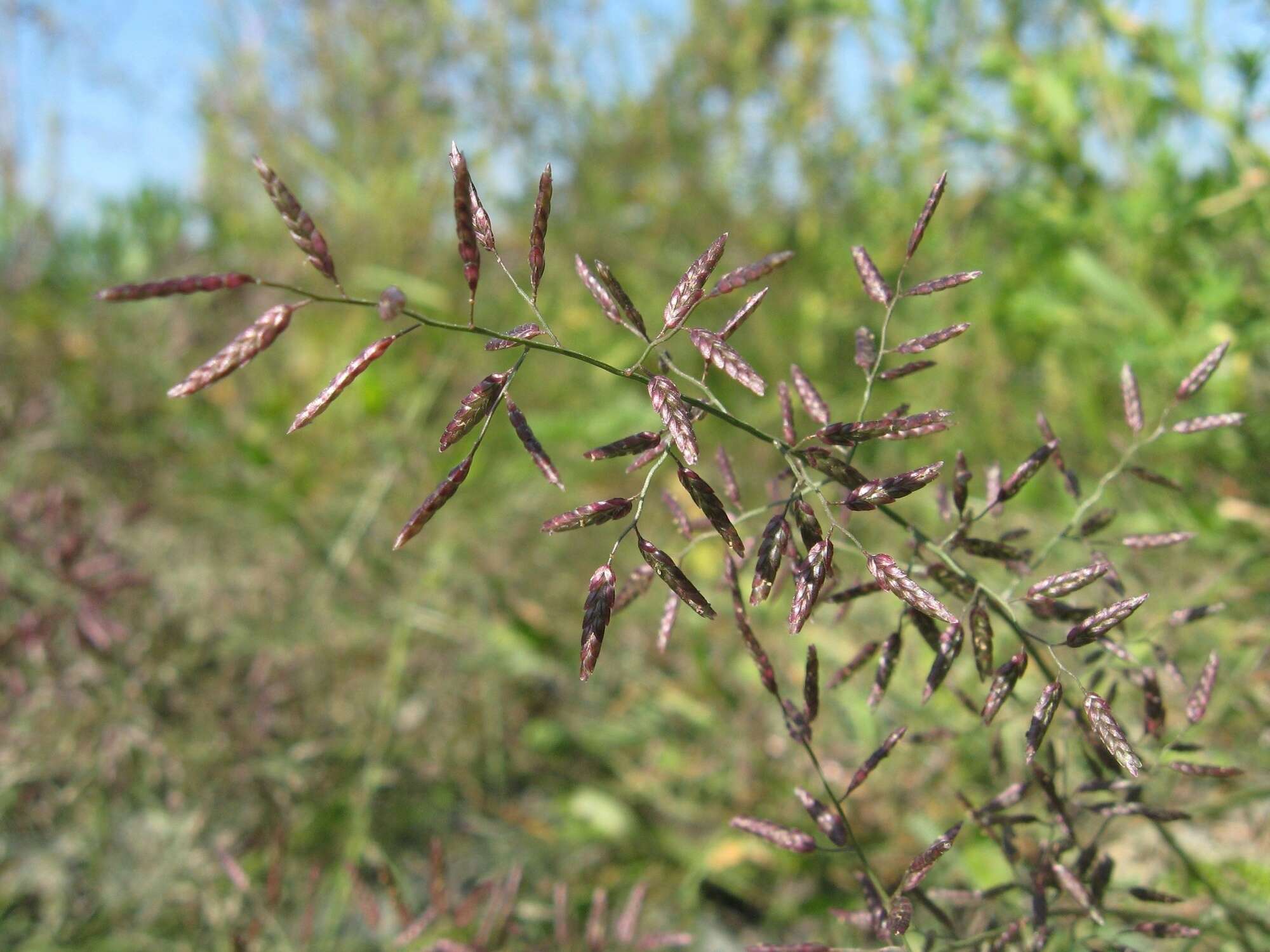 Image of small love grass