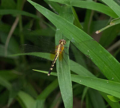 Image of Red-mantled Dragonlet