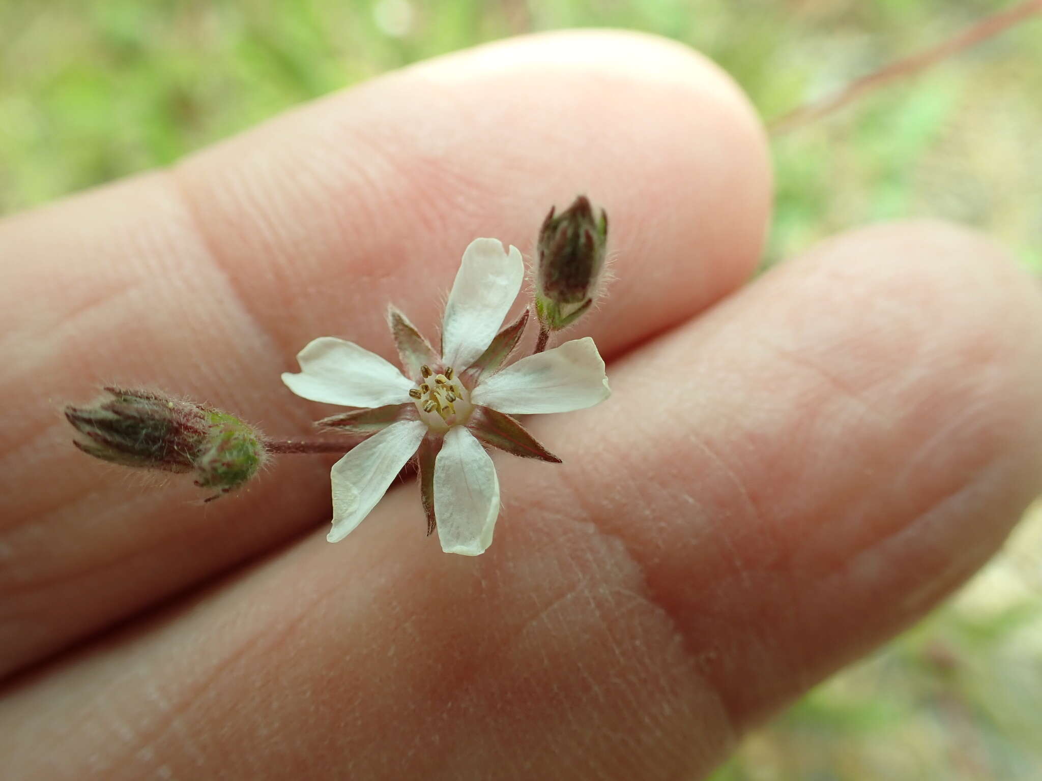 Image of Horkelia howellii Rydb.