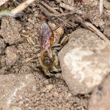 Image of Andrena andrenoides (Cresson 1878)