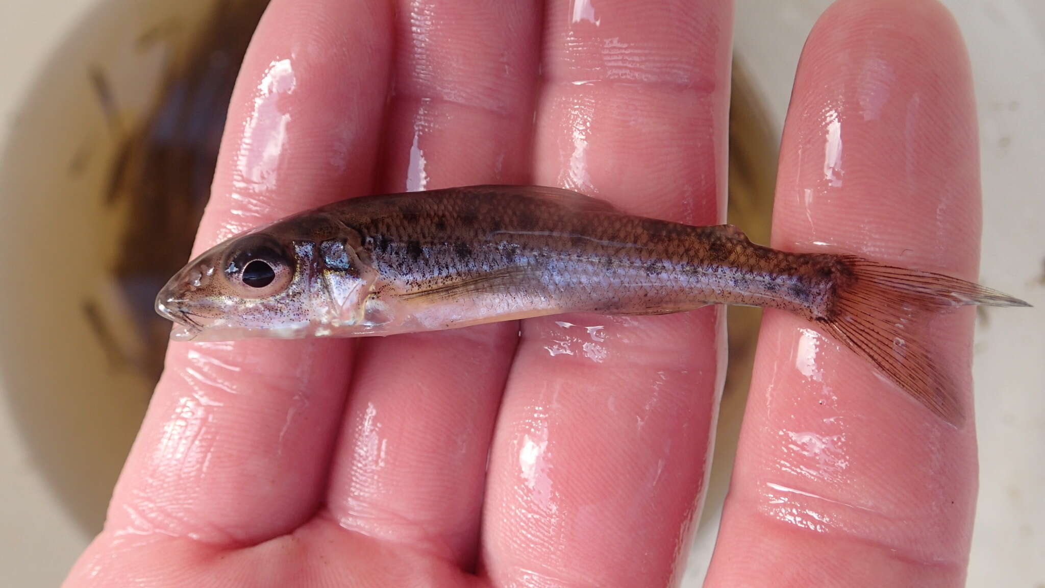 Image of trout-perches