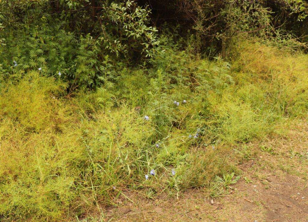 Image of Cichorium intybus subsp. intybus