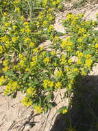 Sivun Lepidium flavum Torr. kuva