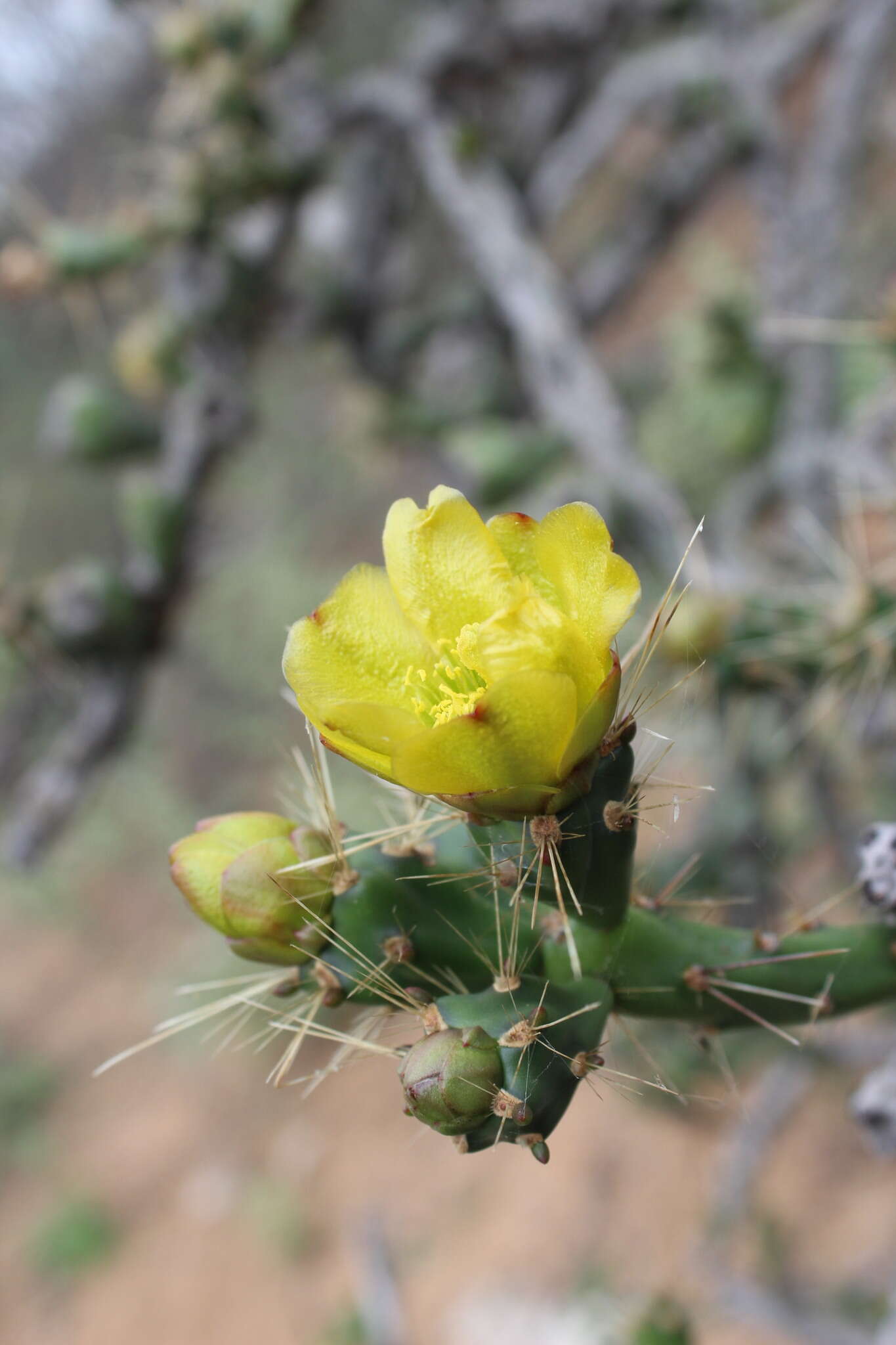 Imagem de Cylindropuntia thurberi subsp. thurberi