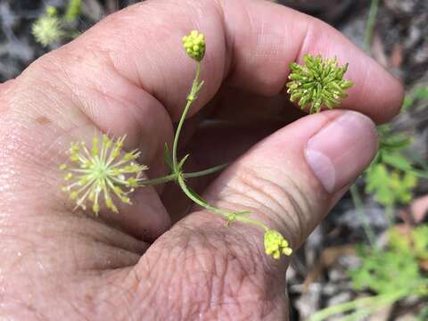 Image of Trachymene ochracea L. A. S. Johnson