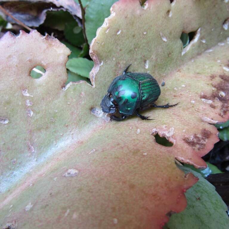 Image of Green Devil Beetle