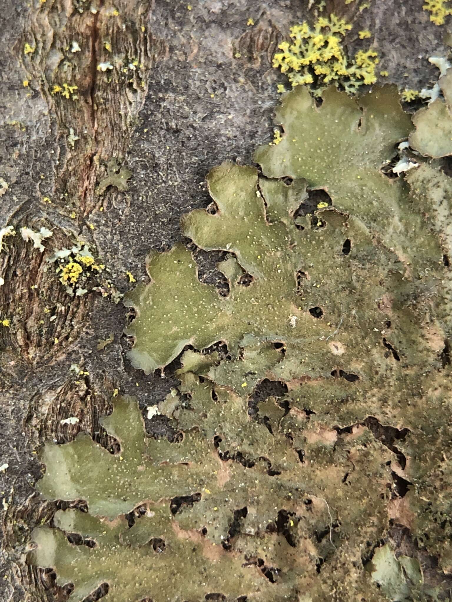 Image of Elegant camouflage lichen