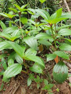 Image of Tristemma mauritianum J. F. Gmel.