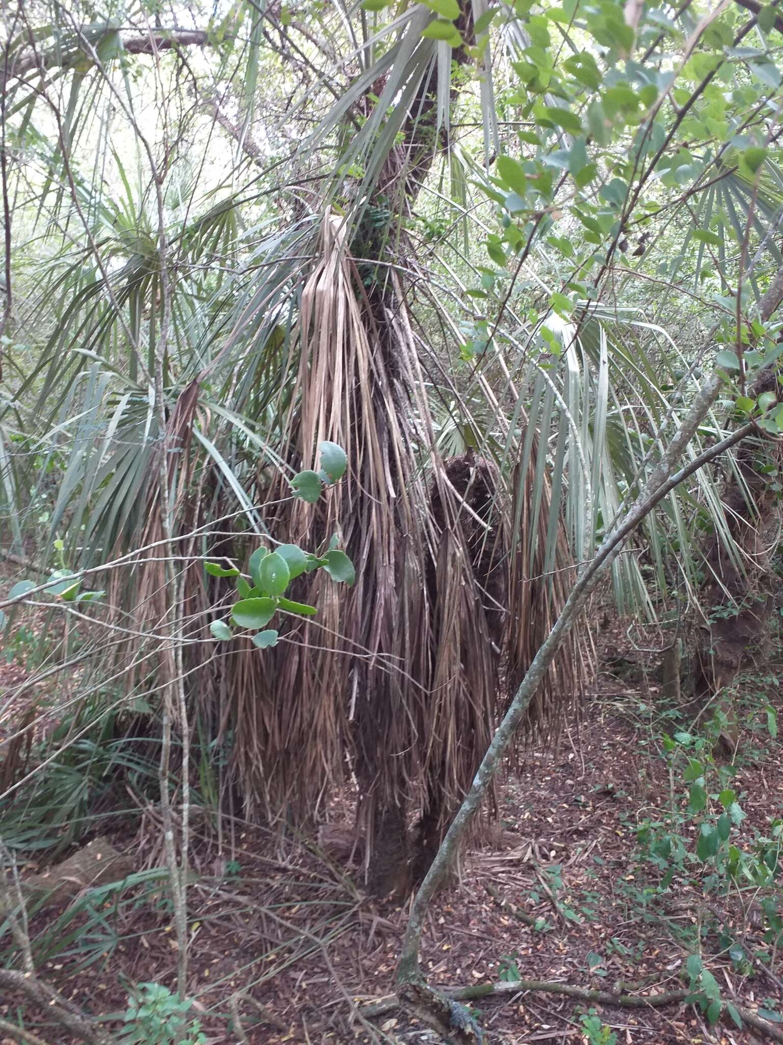 Plancia ëd Trithrinax schizophylla Drude